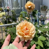 ロサオリエンティス秘密の花園バラの中で1番のお気に入り＆ダイエット日記の記事画像