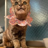ネグレクトされた高齢猫ハナの記事画像